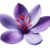 گل زعفران